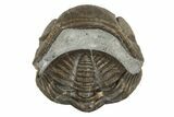 Wide, Enrolled Eldredgeops Trilobite Fossil - Ohio #188902-1